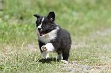 BORDER COLLIE 654